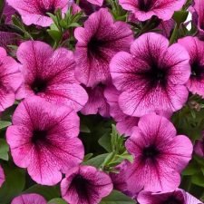 Easy Wave Rose Fusion Petunia hanging basket for sale near Utica, NY