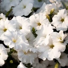 flashforward-white-petunia-plants-for-sale-Utica-NY