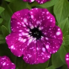 petunia-headliner-electric-purple-sky-plants-for-sale-Utica, NY