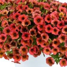 Cascadias Arizona Sky Petunia hanging basket-Utica NY