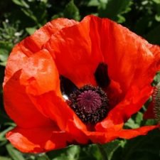 brilliant-red-poppy-plants-for-sale