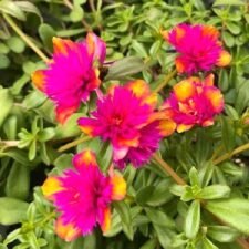 SeaGlass Double Dragonfruit Portulaca plants for sale_Utica NY