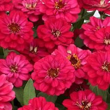 profusion-hot-cherry-zinnia-plants-for-sale
