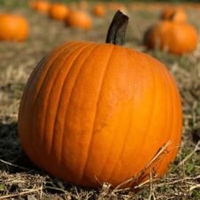 connecticut-field-pumpkin-plants-for-sale_Utica NY