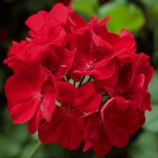 rocky-mountain-red-geranium-plants-for-sale