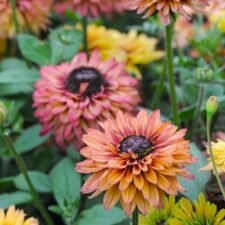 Sahara-rudbeckia-black-eyed-susan-plants-for-sale-Utica-NY