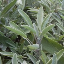 sage-plants-for-sale-utica-ny