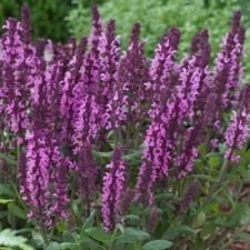 new-dimension-rose-salvia-plants-for-sale