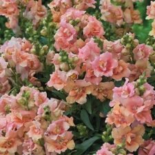twinny-peach-snapdragon-plants-for-sale