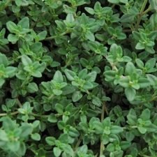 thyme-plants-for-sale