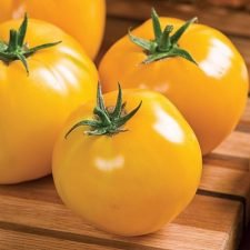 lemon-boy-tomato-plants-for-sale-utica-ny
