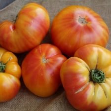 striped-german-tomato-plants-for-sale