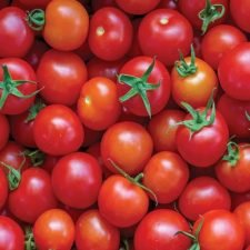 Super Sweet 100 Cherry Tomato plants for sale Utica, NY