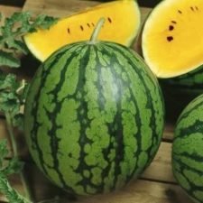 yellow-doll-watermelon-plants-for-sale-utica-ny